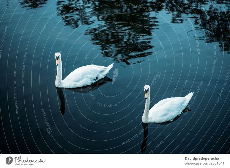 Zwei Schwäne, die in einem Teich schwimmen. Schwan Vogel Beautyfotografie grün schön weiß elegant Szene ruhig friedlich Romantik erstaunlich Park Liebe