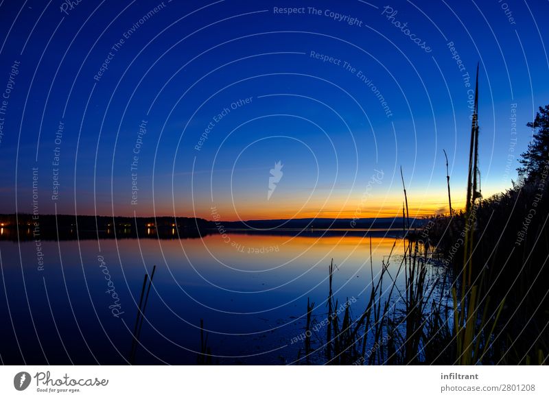 Abendstimmung am See Umwelt Natur Landschaft Wasser Himmel Wolkenloser Himmel Sonnenaufgang Sonnenuntergang Schilfrohr Seeufer Quitzdorfer Stausee ästhetisch