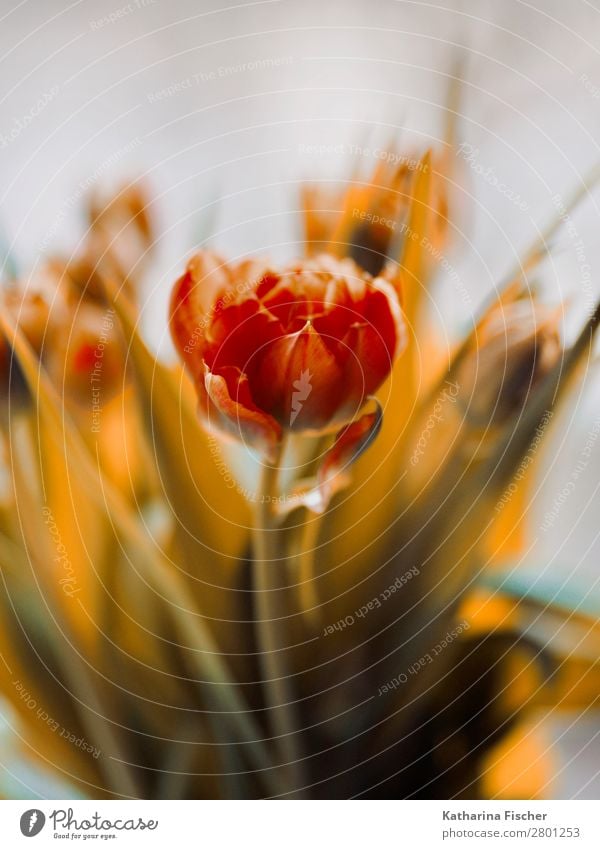 rot orange Blüte Tulpe Blumenstrauß Natur Pflanze Frühling Sommer Herbst Winter Blatt Blühend leuchten grün Tulpenstrauß Blütenknospen Dekoration & Verzierung