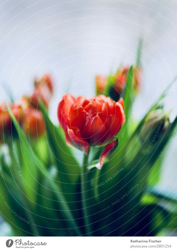 rote Blüte dekorativ Blumenstrauß Natur Pflanze Frühling Sommer Herbst Winter Tulpe Blatt Blühend leuchten Wachstum ästhetisch schön grün orange türkis