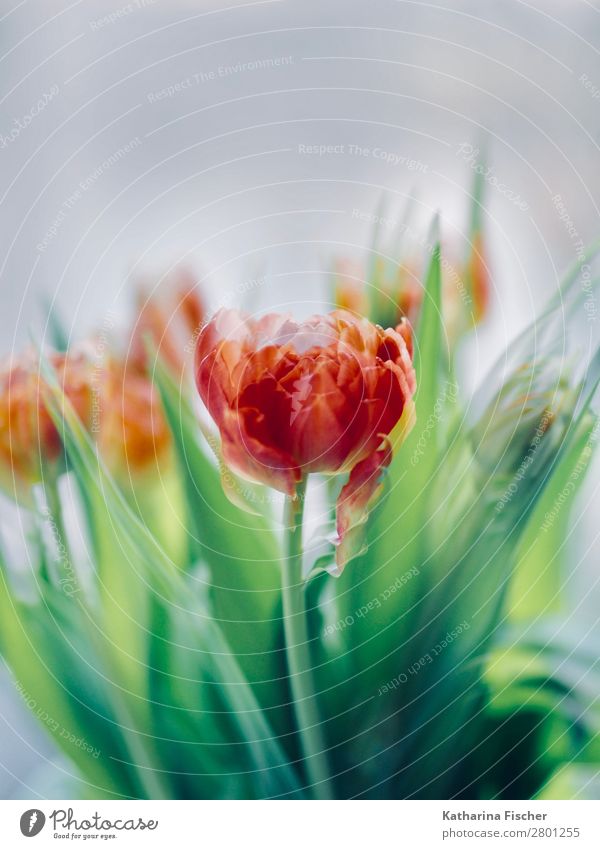 Blumenstrauß Tulpen rot orange Kunst Frühling Sommer Herbst Winter Pflanze Blatt Blüte Blühend leuchten schön grün türkis Frühlingsgefühle Blütenknospen