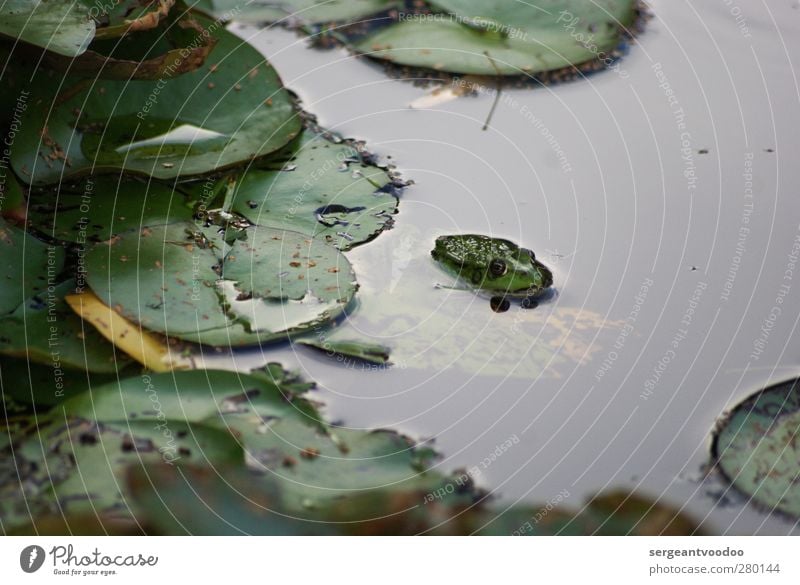 Freizeitverhalten eines Single Frosches Garten Umwelt Natur Pflanze Tier Wasser Sommer Herbst schlechtes Wetter Blatt Grünpflanze Seerosenblatt Teich Wildtier