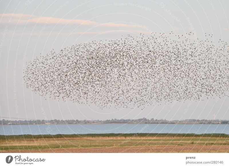 Star-hoch-drei Umwelt Natur Landschaft Tier Feld Küste Wildtier Vogel Schwarm blau braun viele Vorpommersche Boddenlandschaft Darß Himmel (Jenseits) Wasser