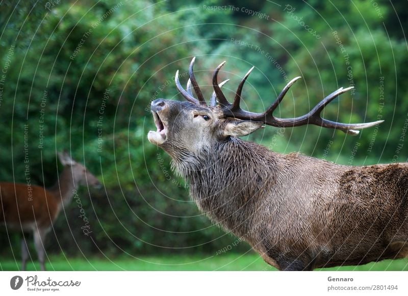 Hirsch in der Liebe, Brüllen schön Gesicht Mann Erwachsene Natur Tier Park Wald Mantel Pelzmantel Wildtier 2 Herde beobachten natürlich wild braun Kraft Farbe