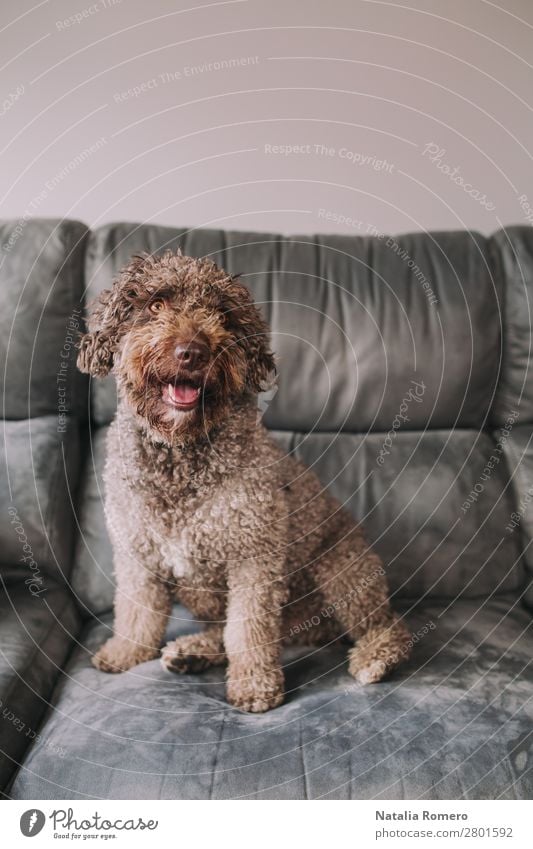 schöner Wasserhund auf dem Sofa sieht vorne aus Freude Erholung Haus Raum Wohnzimmer Familie & Verwandtschaft Freundschaft Tier Haustier Hund 1 Tierfamilie