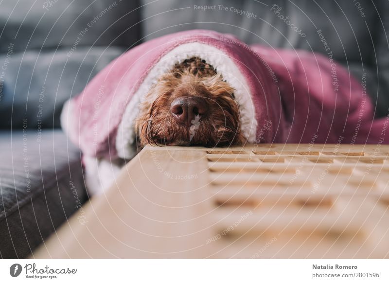 Der Hund legt seine Schnauze auf einen Tisch. Gesicht ruhig Sofa Wohnzimmer Familie & Verwandtschaft Freundschaft Tier Haustier 1 Tierfamilie Lächeln Liebe