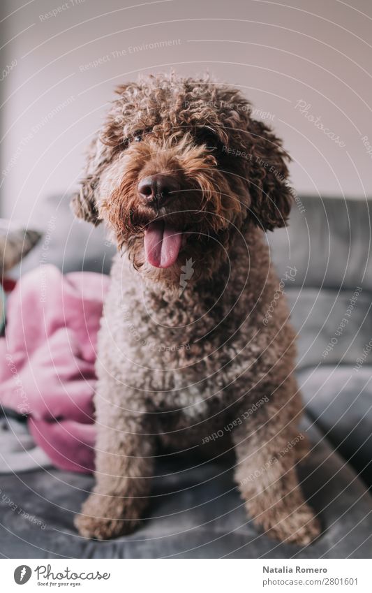 schöner Wasserhund auf dem Sofa sieht vorne aus Lifestyle Freude Erholung Haus Wohnzimmer Familie & Verwandtschaft Tier Haustier Hund 1 Tierfamilie Lächeln