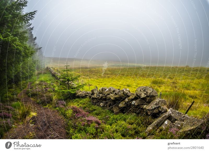 Wanderweg durch nebligen Nadelwald und Heidekraut in Schottland Fichte Highlands Klima Landschaft Licht bezaubernd malerisch Mauer mystisch Nadelbaum Natur