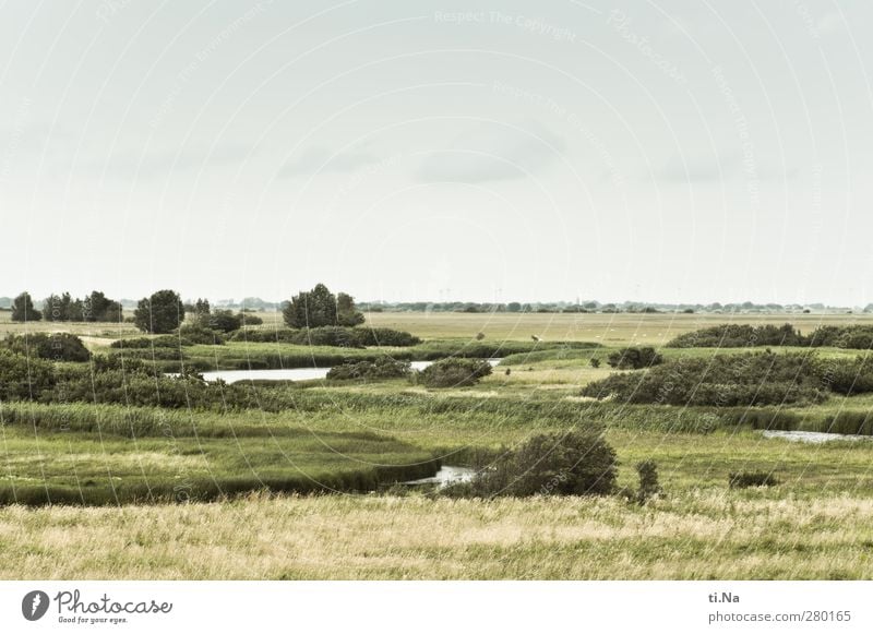 Dithmarscher Weite Frühling Sommer Gras Sträucher Grünpflanze Wildpflanze Küste Seeufer Flussufer Speicherkoog Dithmarschen Naturschutzgebiet Erholung Wachstum