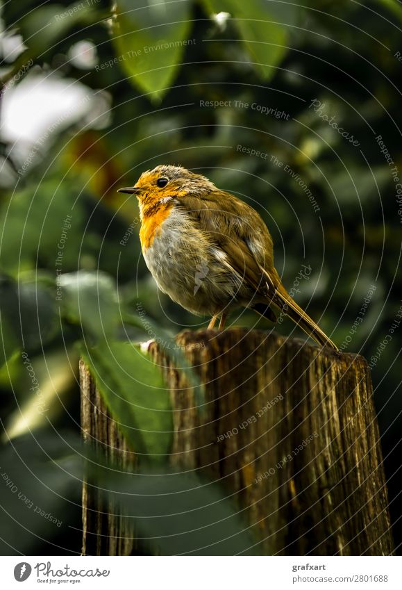 Aufmerksames Rotkehlchen auf Baumstumpf in Wald aufmerksam tier vorsichtig hintergrund schnabel schön biodiversität vogel brust braun nahaufnahme farbig süss