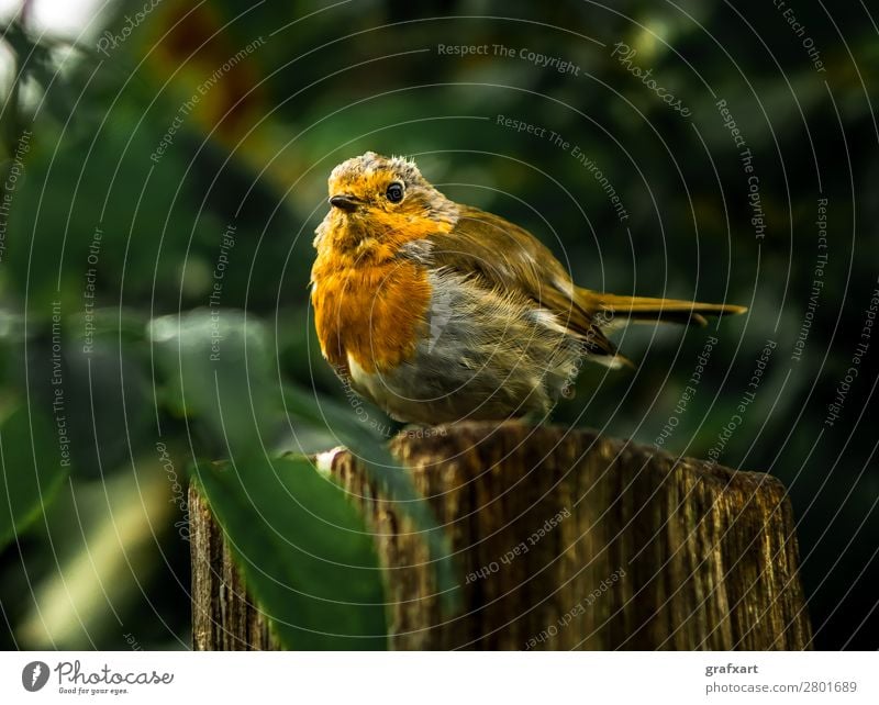 Aufmerksames Rotkehlchen auf Baumstumpf in Wald Lebewesen Wachsamkeit biodiversität dick Farbe Feder Freiheit Garten gefährlich herzlich klein Natur orange