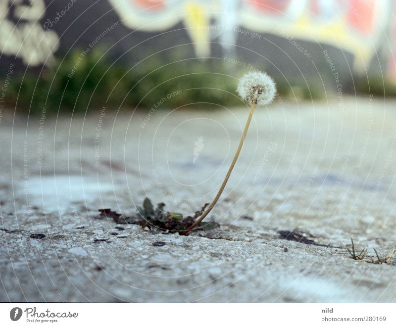 wallflower Umwelt Natur Pflanze Löwenzahn Industrieanlage Mauer Wand Straße Bürgersteig Beton einzigartig grau einzeln Farbfoto Außenaufnahme Menschenleer