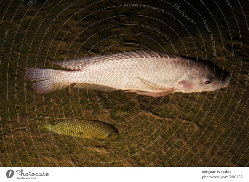 "... und da behauptet Leroy doch glatt, dass..." Fisch Angeln Strand Natur Tier Wasser Küste Seeufer Flussufer Meer Wildtier 2 Schwimmen & Baden Bewegung