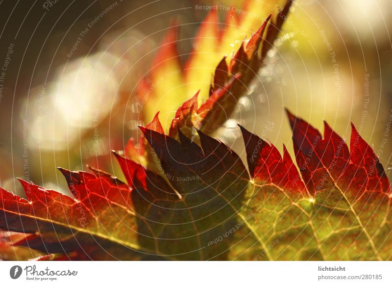 Herbstfeuer Natur Pflanze Sommer Schönes Wetter Wärme Blatt Garten grün rot Blattadern Feuer Flamme Spitze Zacken Verlauf Farbverlauf rot-grün