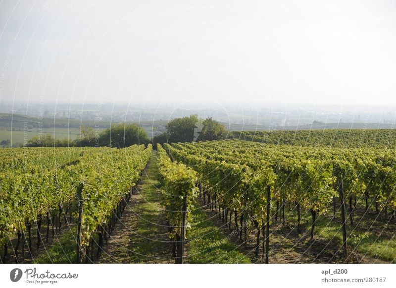 Zum Wohl Ernährung Wein Freizeit & Hobby Ferien & Urlaub & Reisen Tourismus Ausflug wandern hängen stehen authentisch Freundlichkeit Wärme blau grün Glück