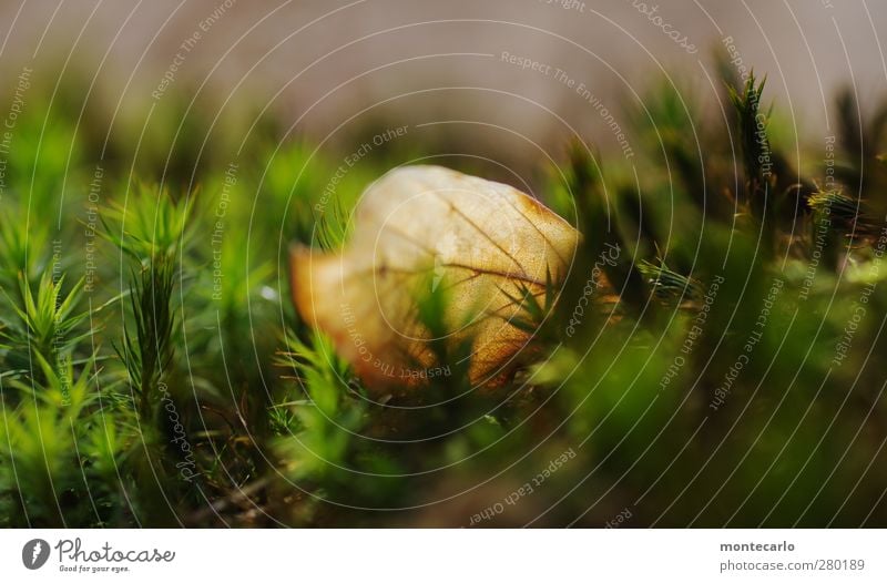 Weich gebettet... Umwelt Natur Pflanze Herbst Moos Blatt Grünpflanze Wildpflanze Wald dünn authentisch einfach natürlich trocken braun grün Farbfoto mehrfarbig