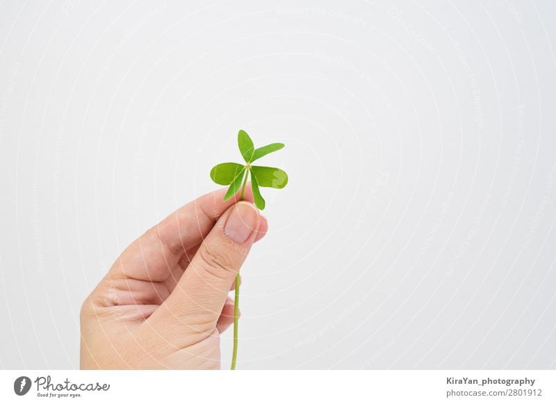 Weibliche Finger halten grünes Blatt Klee auf Weiß. Glück Feste & Feiern Hand Pflanze Fröhlichkeit weiß Hoffnung Tradition Wunsch St. Patricks patrick Gast