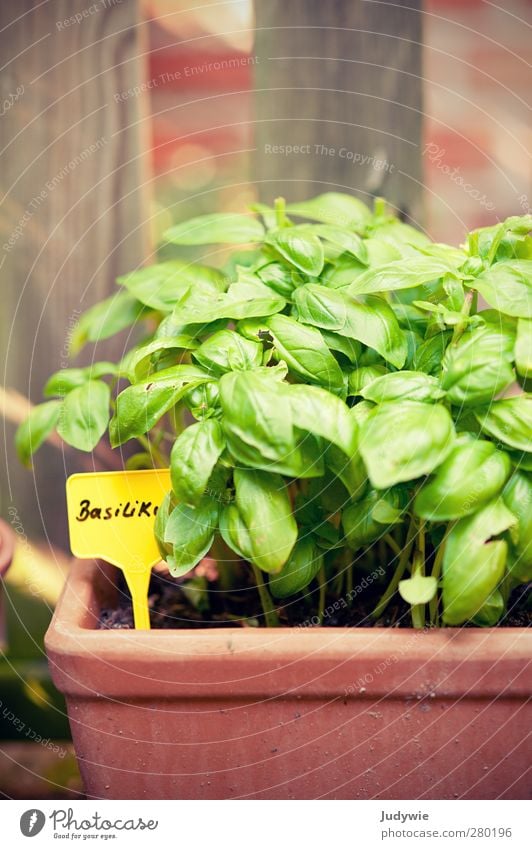 Gartenkräuter I Pflanze Sommer Basilikum Kräuter & Gewürze Italien Italienische Küche lecker Pesto Pizza Salat grün gelb Natur Außenaufnahme Zaun Wachstum