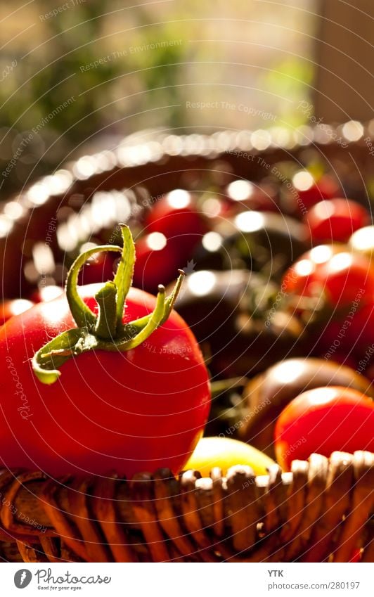 Reife Ernte Natur Pflanze Schönes Wetter Blatt Garten genießen Tomate Diät Gesundheit Gesunde Ernährung vitaminreich Korb pflücken Landwirtschaft Aussaat rot