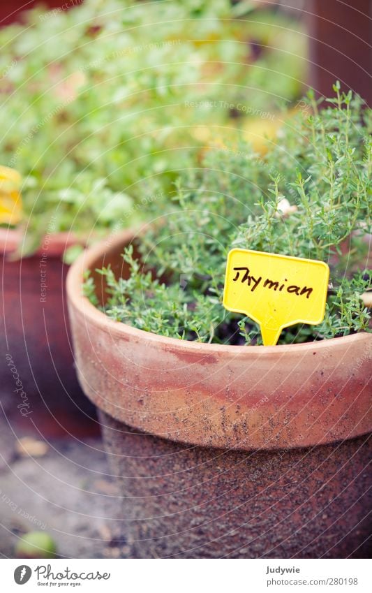 Gartenkräuter II Thymian Pflanze Sommer Kräuter & Gewürze Frankreich französische Küche lecker Medikament Salat grün gelb Natur Außenaufnahme Wachstum Balkon