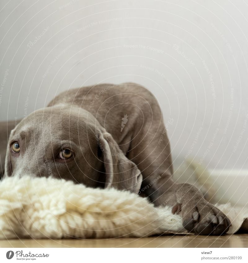 tia Innenarchitektur Raum Mauer Wand Tier Haustier Hund 1 authentisch frisch Klischee braun grau Tierliebe friedlich Vorsicht Gelassenheit Beginn Einsamkeit