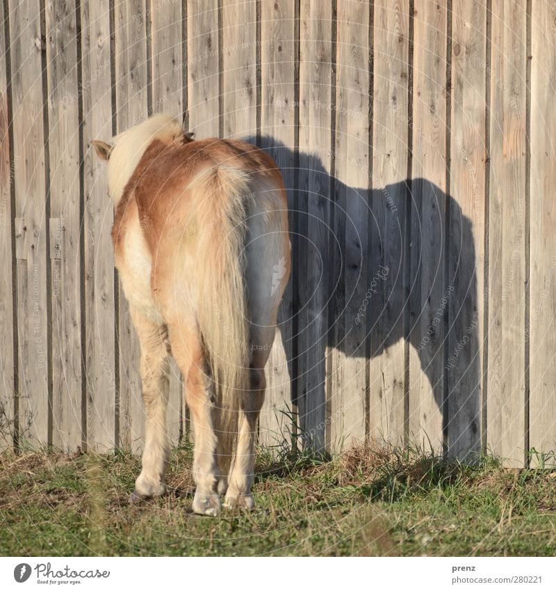 200 Umwelt Natur Tier Nutztier Pferd 1 braun grau grün Wand Holzwand Darß Shetland Farbfoto Außenaufnahme Menschenleer Textfreiraum oben Morgen Licht Schatten