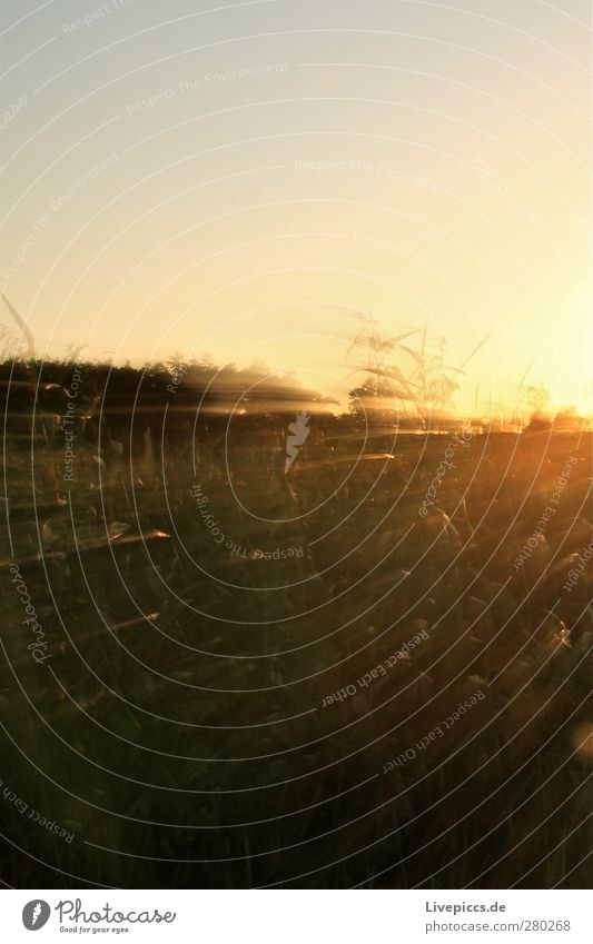 Zoooom Natur Landschaft Pflanze Himmel Sonnenaufgang Sonnenuntergang Sonnenlicht Sommer Schönes Wetter Baum Gras Sträucher Bewegung Blick blau braun mehrfarbig