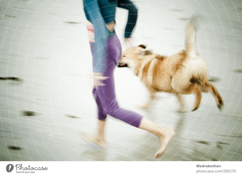 Strandlauf mit Hund Freude sportlich Ferien & Urlaub & Reisen Sommer Sommerurlaub feminin Kind Mädchen Leben 1 Mensch 8-13 Jahre Kindheit Küste Tier Haustier