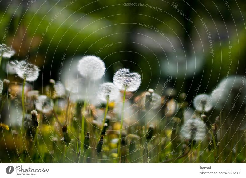 Verweile und rieche an den Blumen Umwelt Natur Pflanze Sonnenlicht Frühling Sommer Schönes Wetter Gras Grünpflanze Wildpflanze Löwenzahn Löwenzahnfeld Garten