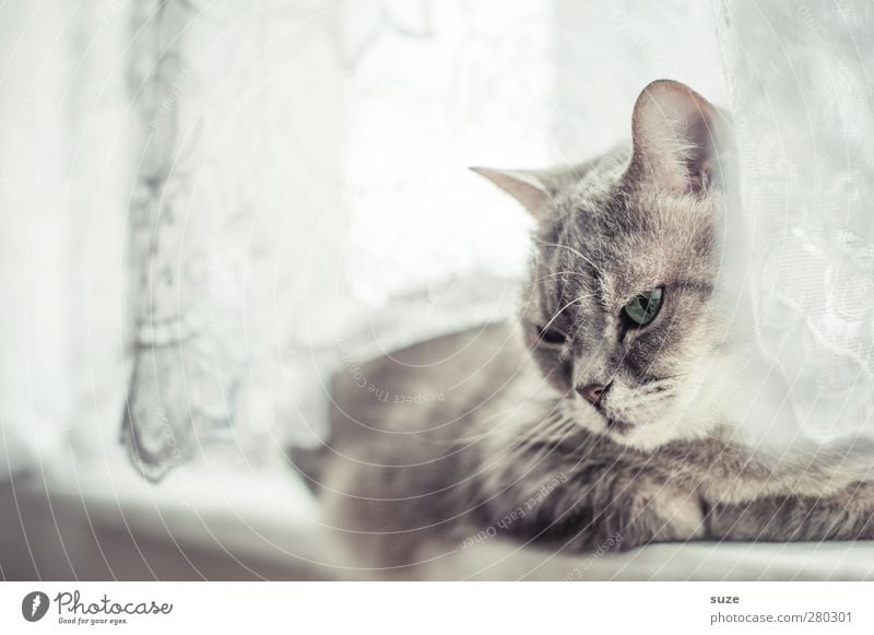 Fensterplatz Erholung Tier Fell Haustier Katze 1 authentisch hell niedlich weich grau Langeweile Müdigkeit Hauskatze sanft Gardine Fensterbrett tierisch