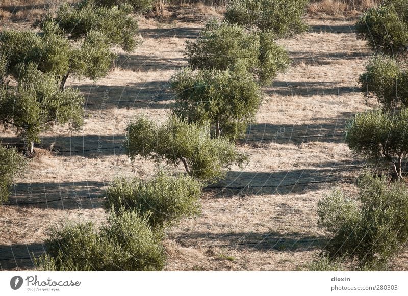 Olea europaea Ernährung Bioprodukte Vegetarische Ernährung Olivenöl Landwirtschaft Forstwirtschaft Umwelt Natur Landschaft Pflanze Baum Nutzpflanze Olivenbaum