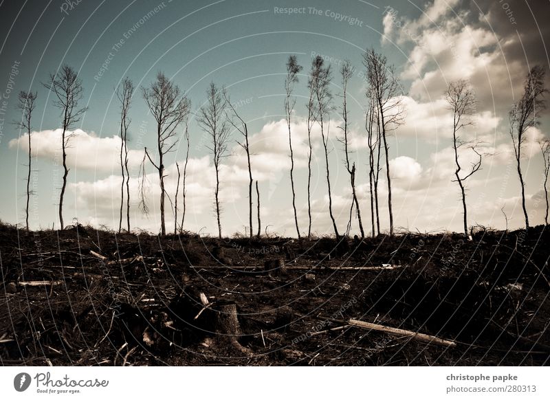 Last Trees Standing Umwelt Natur Wolken Herbst Klimawandel Baum Wald Desaster Endzeitstimmung trist Waldbrand Baumstamm Baum fällen Forstwirtschaft Holzfäller