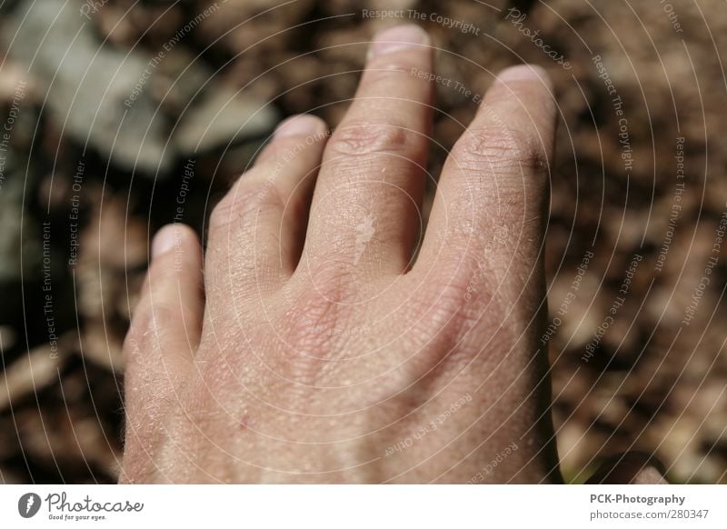 Hand aus dem OFF maskulin Haut Finger 1 Mensch fangen fliegen Jagd warten Tierhaut Hautfalten Falte braun Herbstlaub greifen berühren Wunsch Ziel Farbfoto