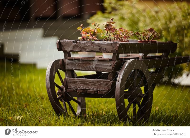 Topfpflanzen im Holzwagen Pflanze Wagen Garten Dekor Natur Karre alt Hof altehrwürdig retro Design Gartenbau Schubkarre ländlich Nutzholz Rasen Sonnenstrahlen