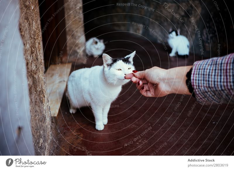 Streunende Katze schnüffelnd Gerte Hand Frau Straße Irrläufer Porto Portugal Tier Haustier Geruch Katzenbaby Säugetier Stadt Großstadt lustig Appetit & Hunger