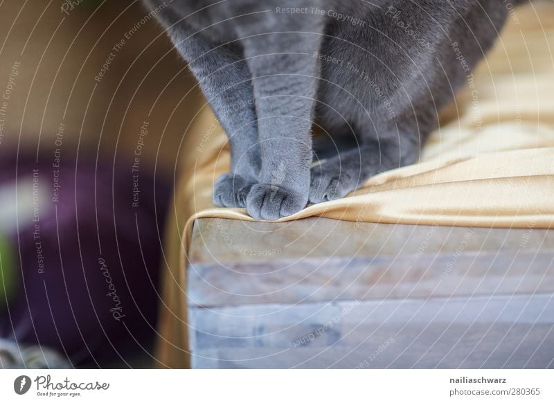 Katzenpfoten Tier Haustier Fell Pfote Russisch Blau 1 sitzen ästhetisch elegant gold Holz silber grau Reinrassig Decke sanft weich Farbfoto Innenaufnahme