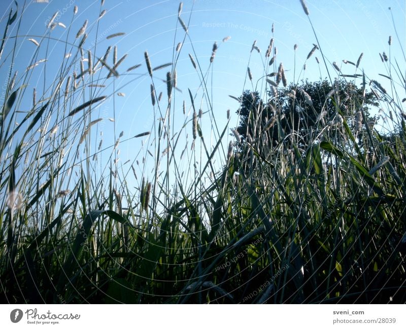 Grasgeflüster Wiese grün Halm Blatt Sommer Himmel blau