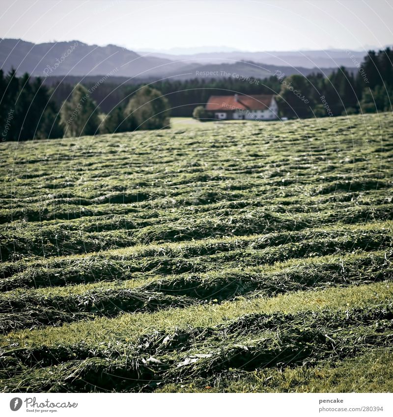 heima Natur Landschaft Sommer Gras Wiese Wald Hügel Alpen Heuwiese Weide Bauernhaus Sicherheit friedlich authentisch bescheiden zurückhalten sparsam Erholung