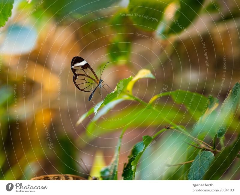 durchsichtiger Schmetterling Umwelt Natur Pflanze Tier Wildtier Zoo 1 beobachten hocken sitzen außergewöhnlich exotisch niedlich mehrfarbig Tierliebe Ausdauer