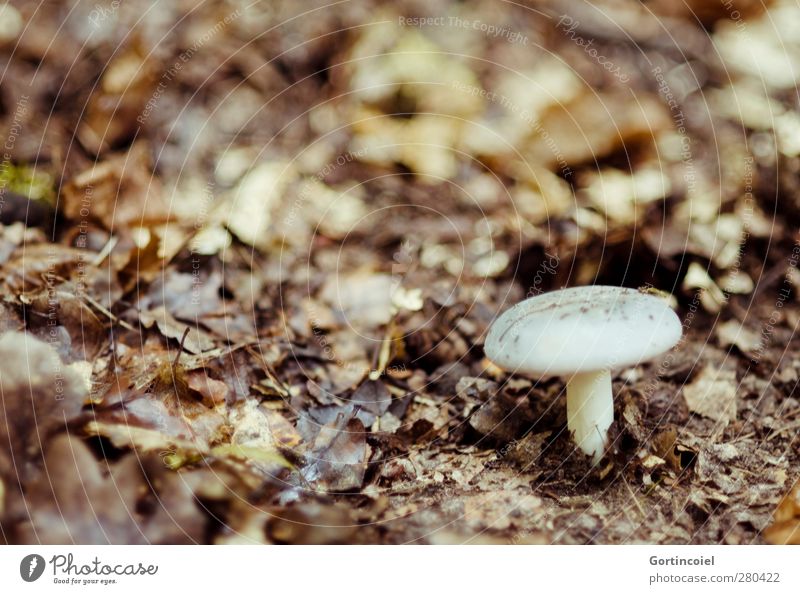 Aufgetaucht Umwelt Natur Herbst Wald braun herbstlich Blatt Pilz Pilzhut Waldboden Herbstbeginn Gift Laubwald Farbfoto Außenaufnahme Textfreiraum links