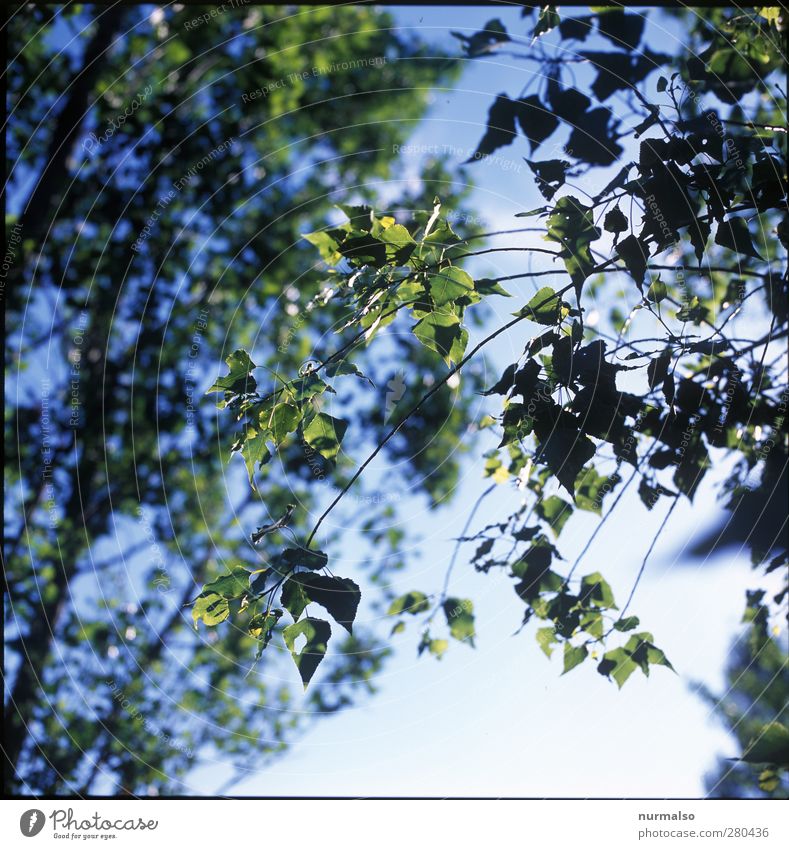 grün Lifestyle Garten Kunst Umwelt Natur Pflanze Sonne Sommer Schönes Wetter Baum Blatt Park Wald Erholung glänzend genießen leuchten nachhaltig natürlich