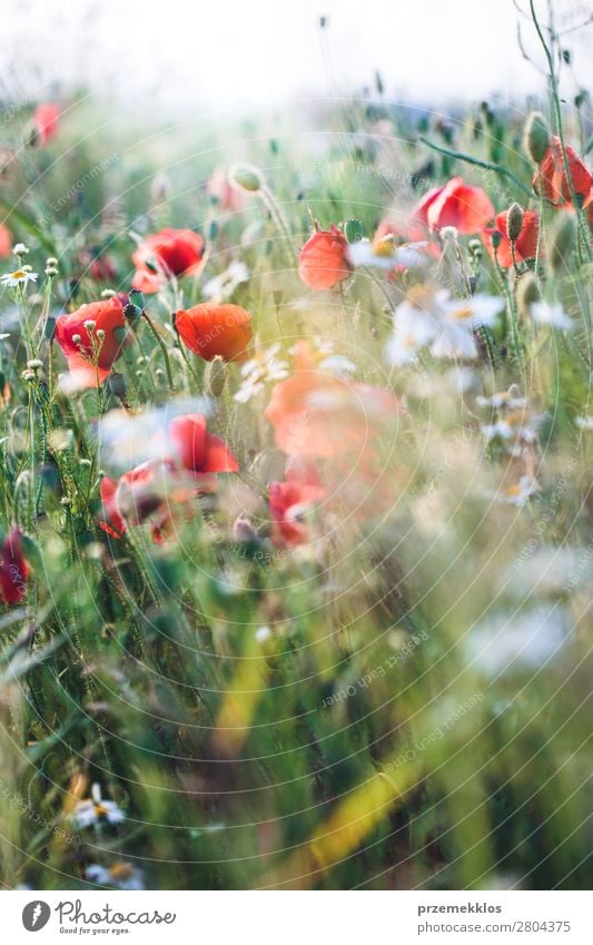 Mohnblumen und andere Pflanzen auf dem Feld Kräuter & Gewürze schön Sommer Garten Natur Blume Gras Blüte Wiese hell wild grün rot Idylle Hintergrund