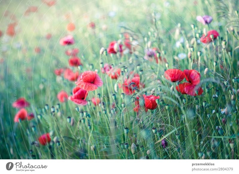 Mohnblumen und andere Pflanzen auf dem Feld Kräuter & Gewürze schön Sommer Garten Natur Blume Gras Blüte Wiese hell wild grün rot Idylle Hintergrund