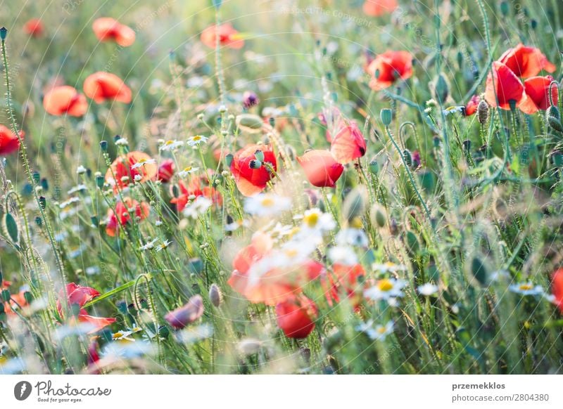 Mohnblumen und andere Pflanzen auf dem Feld Kräuter & Gewürze schön Sommer Garten Natur Blume Gras Blüte Wiese hell wild grün rot Idylle Hintergrund