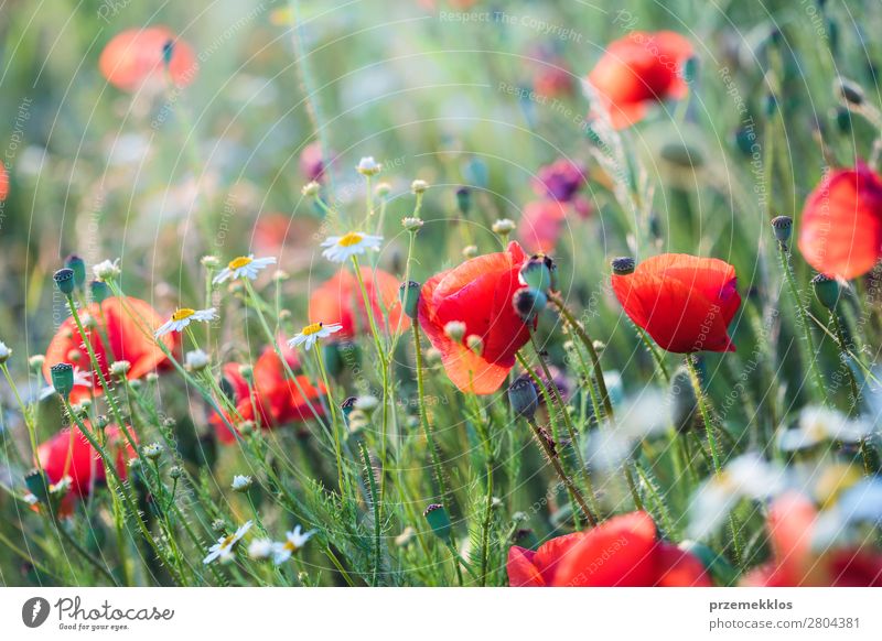 Mohnblumen und andere Pflanzen auf dem Feld Kräuter & Gewürze schön Sommer Garten Natur Blume Gras Blüte Wiese hell wild grün rot Idylle Hintergrund