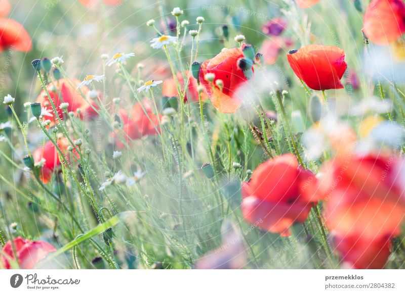 Mohnblumen und andere Pflanzen auf dem Feld Kräuter & Gewürze schön Sommer Garten Natur Blume Gras Blüte Wiese hell wild grün rot Idylle Hintergrund