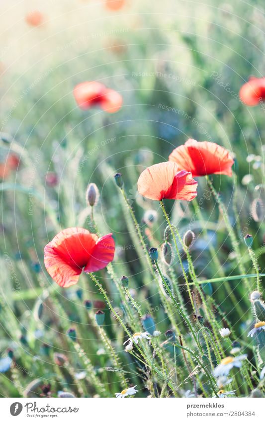 Mohnblumen und andere Pflanzen auf dem Feld Kräuter & Gewürze schön Sommer Garten Natur Blume Gras Blüte Wiese hell wild grün rot Idylle Hintergrund