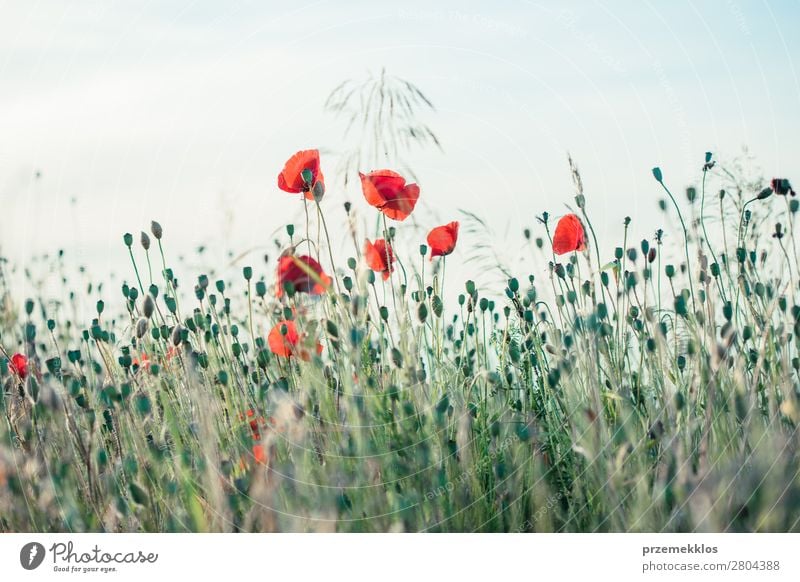 Mohnblumen und andere Pflanzen auf dem Feld Kräuter & Gewürze schön Sommer Garten Natur Blume Gras Blüte Wiese hell wild grün rot Idylle Hintergrund