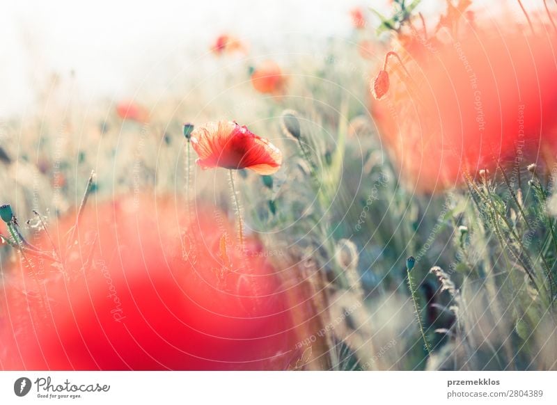 Mohnblumen und andere Pflanzen auf dem Feld Kräuter & Gewürze schön Sommer Garten Natur Blume Gras Blüte Wiese hell wild grün rot Idylle Hintergrund