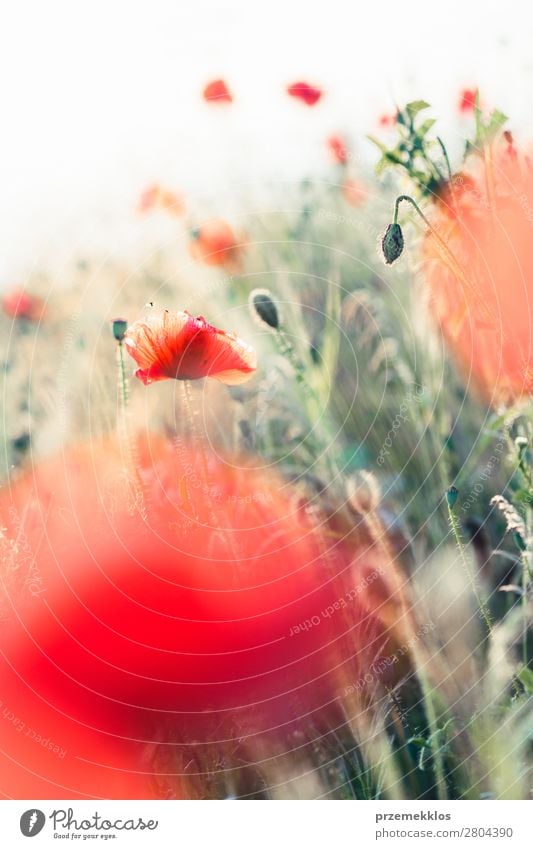 Mohnblumen und andere Pflanzen auf dem Feld Kräuter & Gewürze schön Sommer Garten Natur Blume Gras Blüte Wiese hell wild grün rot Idylle Hintergrund